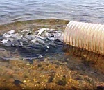 На севере Астраханской области выпустили молодь сазана в Волгу