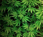 Незаконопослушный астраханец пошел под суд за пакет с 2 кг наркотиков