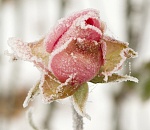 Ночью по Астраханской области вновь ударят заморозки