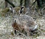 В Астраханской области стартует сезон охоты на пушного зверя