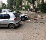В Астрахани шквалистый ветер повалил деревья на машины
