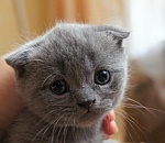 В Астрахани студент колледжа на детской площадке задушил кошку