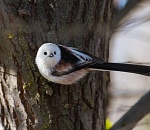 Записки астраханского натуралиста. Птицы Городского острова