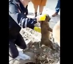 Появились кадры спасательной операции по вызволению в Началово щенка из плена