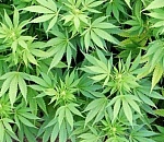 Стало меньше астраханцев, состоящих на учете в наркодиспансере