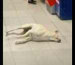 Астраханцы обсуждают жуткие кадры предсмертной агонии собак в наримановском Магните