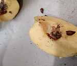 Заморский фрукт с неприятным сюрпризом привезли в Астрахань