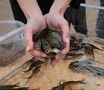 Каждый астраханец может отправить в большое плавание маленькую рыбку