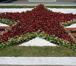 В Астрахани к 75-летию Победы появятся георгиевские ленты и звезды из цветов