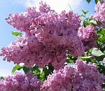 Астраханская погода в мае