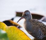 Записки астраханского натуралиста. Насколько умны птицы