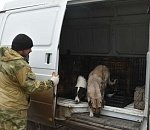 В Астрахани городские власти с начала года отловили более 1800 бездомных собак