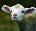 В Астрахани определены две площадки для ритуала жертвоприношения в Курбан-Байрам