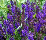 Коммунальные службы готовят для астраханцев эксперимент ко Дню города