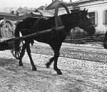 Астраханский численник. Срочно проверить всех ассенизаторов!