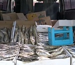 В Астрахани у "Михайловского" пресекли работу рыбной автолавки