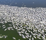 Озеро мёртвой рыбы в Лиманском районе сфотографировали астраханцы