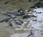 Астраханские рыбоводы вырастили 250 тонн мальков