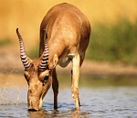 Компания «ЛУКОЙЛ» займется сохранением астраханских и калмыцких сайгаков