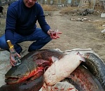 Астраханец порадовал себя крупным предновогодним уловом