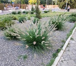 Погода в понедельник побалует астраханцев мягким теплом