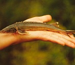 Завод по переработке рыбы и черной икры за 460 млн рублей построят в Астраханской области