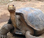 В Астрахани директор управляющей компании оштрафован за медлительность