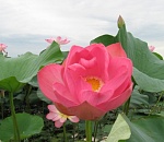 Регионы создадут сувенирные духи для туристов