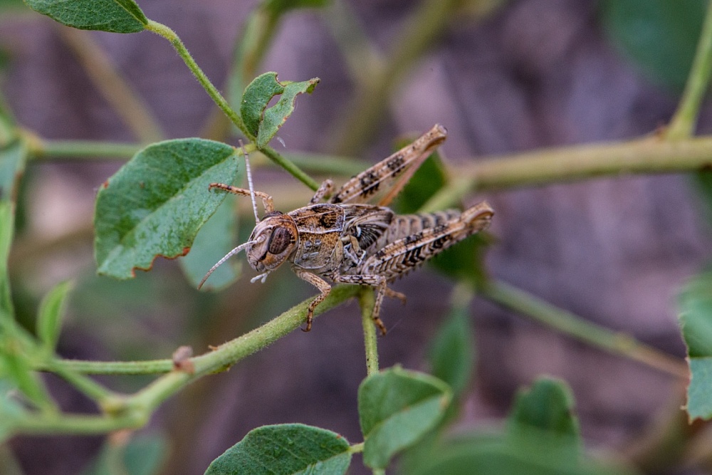 Режим ЧС по саранче ввели в трех астраханских районах