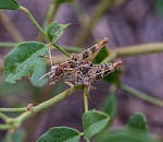 Режим ЧС по саранче ввели в трех астраханских районах