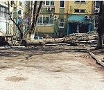 В Астрахани падают деревья и не только (МАТЕРИАЛ ОБНОВЛЯЕТСЯ)