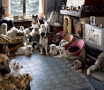 Александр Жилкин надеется до конца года открыть в Астрахани питомник для собак