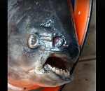 В Астрахани поймали страшную рыбу с человеческими зубами: видео