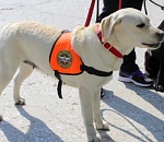 Все НОРМАльно: астраханский кинологический расчёт стал лучшим в ЮФО