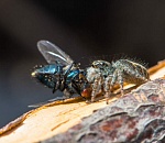 Записки астраханского натуралиста. Паук-скакун, маленький хищник