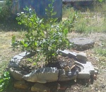 Астраханцы сделали из разбитого памятника клумбу