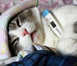 Более 300 астраханцев госпитализированы с ОРВИ 