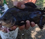 Страшно смотреть. В Астрахани выловили зубастого хищника