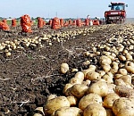 Ухудшение погоды не помешает астраханским аграриям добиться рекордных показателей