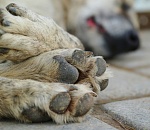 В одном из районов Астрахани устроили расправу над собаками