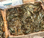 Полторы тонны астраханских раков избежали участи быть съеденными