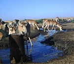 В астраханском заказнике восстановили работу артезианских скважин