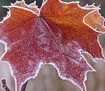 Астраханцам обещают заморозки