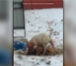 Астраханская полиция нашла владельца, чей стафф чуть не разодрал другую собаку