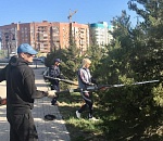 Астраханские хвойные деревья приводят в порядок