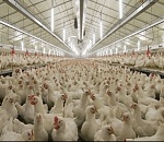 Иран построит в Астраханской области птицеводческий комплекс