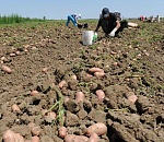 Астраханская область увеличила производство картофеля 