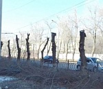 В Астрахани ради рекламного щита "обезглавили" шесть деревьев