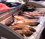 Глава минсельхоза: Продаваемая сейчас в Астрахани свежая рыба и икра – браконьерские