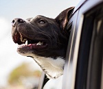 Завтра в Астрахани будет ну очень ветрено